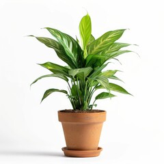 Potted Green Houseplant in Terracotta Pot Isolated on White Background