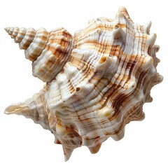 Fototapeta premium Close-up of a Beautifully Detailed Conch Shell with Intricate Patterns and Textures