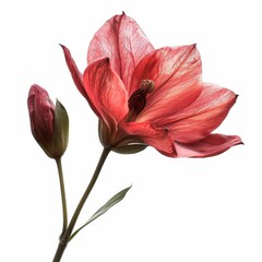 Elegant Red Flower with Bud on White Background Showcasing Delicate Petals and Natural Beauty
