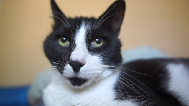 A black and white cat with green eyes is laying on a blue blanket. The cat's eyes are open and it is looking at the camera.