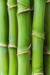 Obraz premium Detailed view of lush green bamboo stalks showcasing exquisite natural texture and beauty