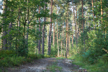 leśna droga  © Marcin Łazarczyk