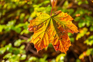 Fall - Autumn in the Bregenz Forrest - Bregenzerwald - State of Vorarlberg, Austria