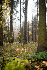 Forest autumn cozy landscape with trees