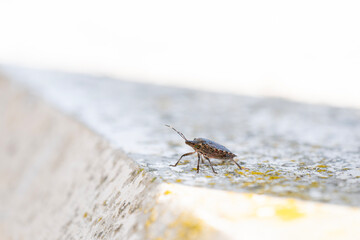堤防にいたカメムシ