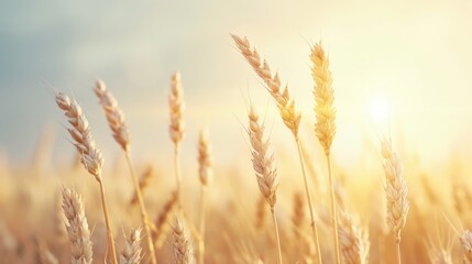 Fototapeta premium A field of wheat is in full bloom