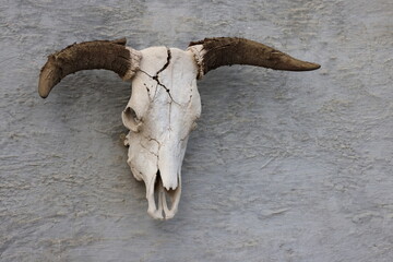 Skull