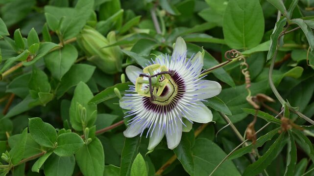 Blooming blue passionflower in garden