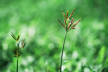 Beautiful spring natural background. Landscape with young lush green grass with blooming against the background of trees in the garden.