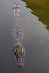 The salt crocodile swimming on the river near canal
