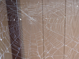 Spiderweb in the summer, in Maramures, Romania - macro view
