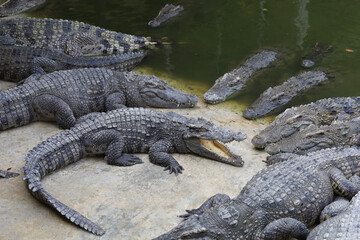 Group crocodile is rest on garden