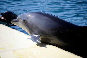 イルカ © ふわしん