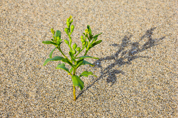 夏の鳥取砂丘と砂丘植物 鳥取県 鳥取砂丘 オニハマダイコン