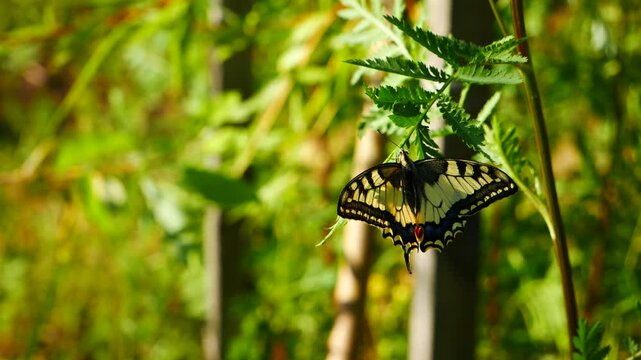 Papilio machaon sways on a plant branch in the wind.