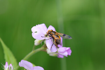 Volucelle enflée (Volucella inflata)
Volucella inflata in its natural element
