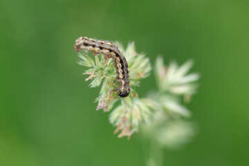 Téniocampe ambiguë --- Orthosie farineuse (Orthosia cruda)
Orthosia cruda in its natural element
