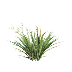 3d illustration of Libertia paniculata bush isolated on transparent background