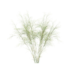 3d illustration of Austrostipa ramosissima bush isolated on transparent background