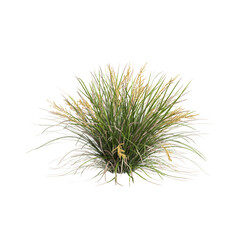 3d illustration of Lomandra Longifolia bush isolated on transparent background