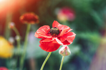 Poppy flower Papaver rhoeas in sunlight, closeup