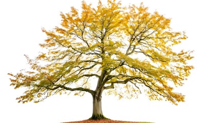 Fototapeta premium beech tree isolated on white background, beech tree on white, tree photography