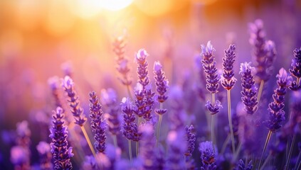 Obraz premium Scenic Lavender Field at Sunset. Blooming Purple Lavender Flowers in Golden Sunlight