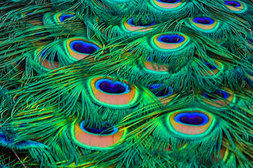 Fototapeta premium Peacock feather texture. Fashionable background.