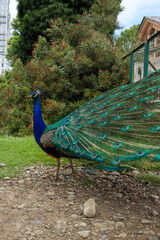 Obraz premium A beautiful peacock walks in the park.