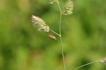 Nabis rugosus
Nabis rugosus in its natural element
