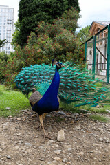 Obraz premium A beautiful peacock walks in the park.