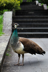 A beautiful female peacock walks in the park.