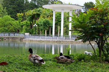 Ducks stand on the shore of a lake in the park.