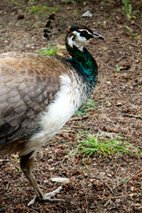 A beautiful female peacock walks in the park.