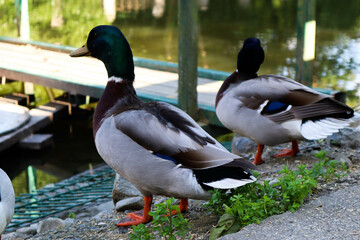 Ducks stand on the shore of a lake in the park.