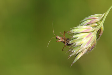 Nabis rugosus
Nabis rugosus in its natural element
