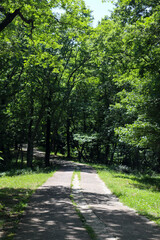 Obraz premium Summer forest. Hiking in the mountains, green forest.