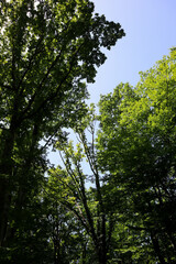 Summer forest. Hiking in the mountains, green forest.