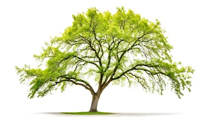 Obraz premium Elm tree on white background, Elm tree isolated on white, tree photos