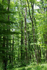 Summer forest. Hiking in the mountains, green forest.	