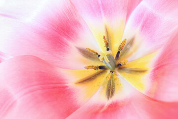 Closeup macro pink and white tulip detail