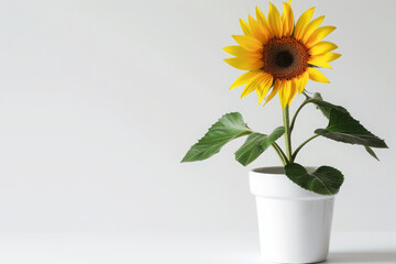 Obraz premium Minimalistic autumn potted plant, white ceramic pot with blooming sunflower, isolated white background, leave plentiful space...