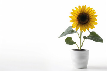 Obraz premium Minimalistic autumn potted plant, white ceramic pot with blooming sunflower, isolated white background, leave plentiful space...