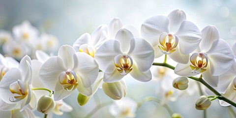 Obraz na płótnie Canvas Close-up of white orchid flowers, orchid, white, flower, plant, nature, close-up, bloom, petal, beauty, tropical, exotic, botany