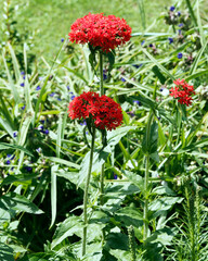 Silene chalcedonica | Flower of Bristol - Maltese-cross - Jerusalem cross - Scarlet lychnis -  Red robin flower. Attractive rounded clusters of scarlet red flowers cross-shaped  on hairy stems
