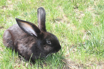 rabbit on grass