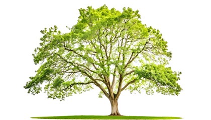 Fototapeta premium Sycamore tree on white background, Sycamore tree isolated on white, tree photos