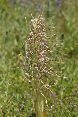 Orchis bouc (Himantoglossum hircinum)
Himantoglossum hircinum in flower
