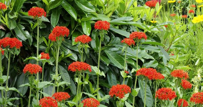 (Lychnis chalcedonica) Flower of Bristol -  Maltese Cross - Nonesuch. Cross-shaped flowers countaining clusters of scarlet red petals as ornamental plant in garden
