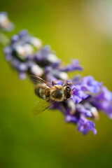 Biene auf Lavendelblüte